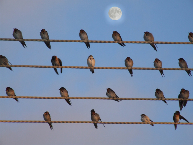 Swallow Moon Carnarvon 07 - Robin Alasdair Frederick